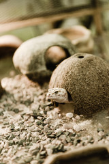 selective focus of lizard near coconut shell and stones