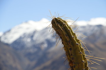 Landscape of the snow-covered central Andes and a cactus