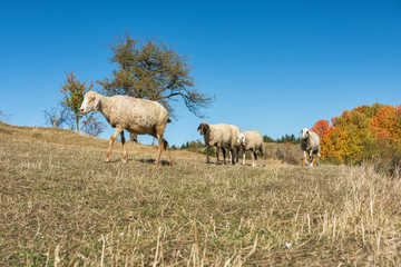 Obraz premium Sheeps herd in the mountain