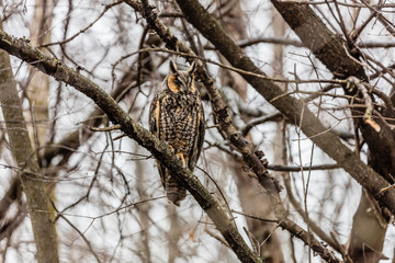 Long eared owl perched resting in winter, Quebec, Canada.