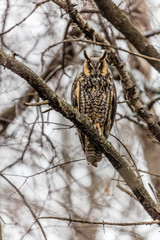 Long eared owl perched resting in winter, Quebec, Canada.