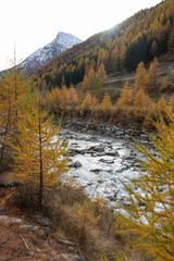 Autumn Foliage Mountain Landscape Nature Trees Travel Aosta Valley Italy
