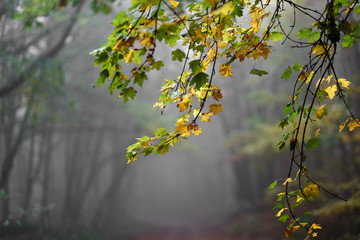 leaves in foggy wood
