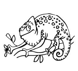 Cute spotted chameleon sits on a branch and caught a fly with its paw, vector illustration with black contour lines isolated on white background in hand drawn style.