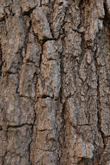 tree bark texture