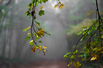 leaves in foggy wood