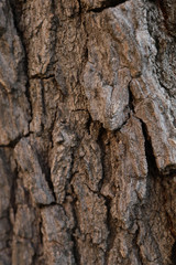 tree bark texture