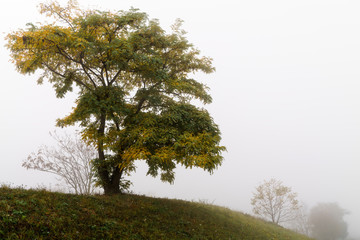lonely tree in fog