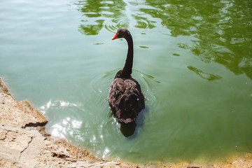 Naklejka premium Beautiful black oak on a lake at the zoo.