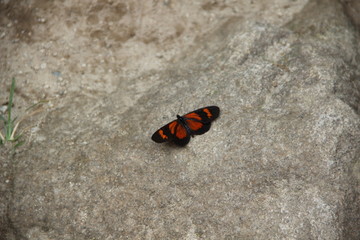 Fototapeta na wymiar A red butterfly on the trekking to reach Aguas Calientes. Peru