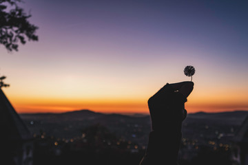 Fototapeta premium Silhouette of a hand holding a flower in the sunset