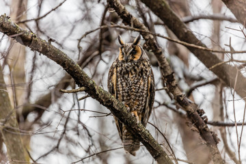 Long eared owl perched resting in winter, Quebec, Canada.