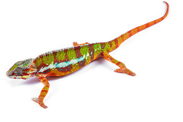 Panter Chameleon, furcifer pardalis, photographed on a plain background