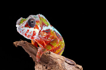 Panter Chameleon, furcifer pardalis, photographed on a plain background