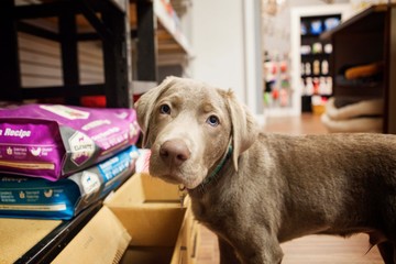 Cute Labrador Retreiver Puppy In Pet Store