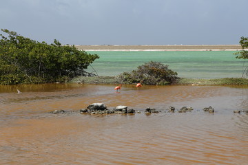 rose flamingo bird caribbean lake Bonaire island