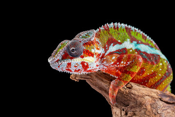 Panter Chameleon, furcifer pardalis, photographed on a plain background - Powered by Adobe