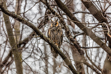 Long eared owl perched resting in winter, Quebec, Canada.