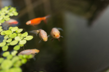 金魚