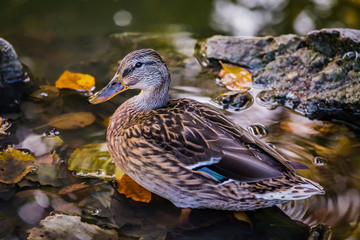 The mallard Anas platyrhynchos dabbling duck waterfowl bird. Closeup of a female mallard duck in a pond or river water in autumn.