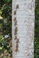 A family of bats in the jungle of Puerto Maldonado. Peru
