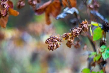 Georgian autumnal landscape