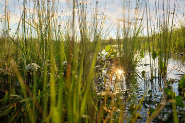 Obraz premium Picturesque view of green plants and lake on sunny day