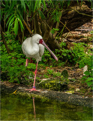spoonbill