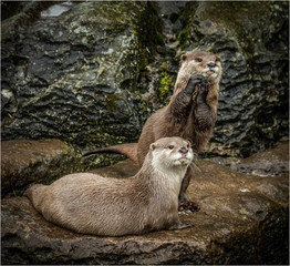 otters