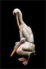 pelican