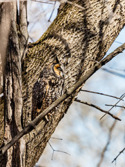 Long eared owl perched resting in winter, Quebec, Canada.