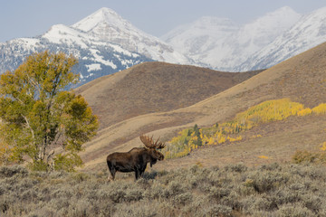Fototapeta na wymiar Bull Moose in Grand Teton National Park Wyoming in Autumn