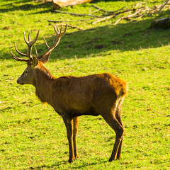 A stag stands in a meadow in an autumn afternoon