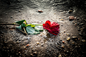 EisRose3
