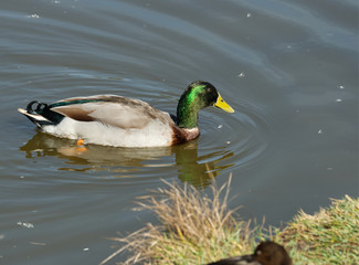 Canard colvert sur la lagune de la ville d'Audenge sur le Bassin d'Arcachon