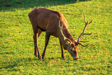 A stag grazes in a meadow  in an autumn afternoon.