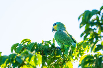 An Orange-winged Amazon parrot perches alone in a tree on a bright sunny morning.