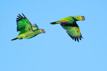 A pair of Orange-winged Amazon parrots flying on a bright sunny day.