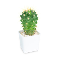 Cactus isolated on white background, Lovely green cactus, closeup cacti for decoration.