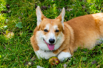 Portrait of cute corgi dog in the summer forest