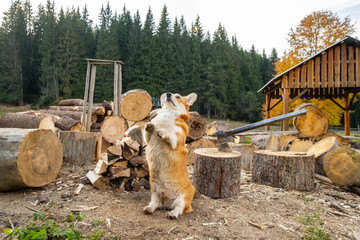 Portrait of cute corgi dog in the village