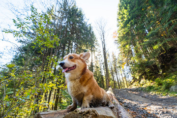Portrait of cute corgi dog in the summer forest