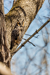 Long eared owl perched resting in winter, Quebec, Canada.