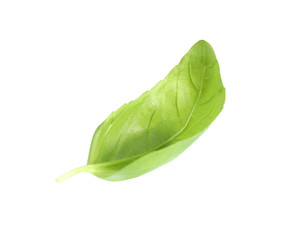 Fresh green basil leaf isolated on white