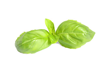 Fresh green basil leaves isolated on white