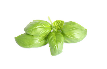 Fresh green basil leaves isolated on white