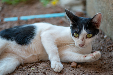 Portrait of white Thai cat with black spots lay on the ground