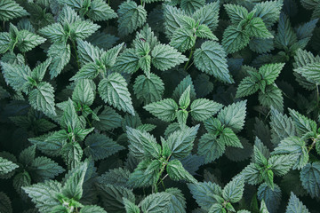 The wild stinging nettle. Green background. Close-up.