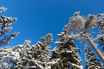 Winter forest, tall spruce and pine trees covered with snow against clear blue sky