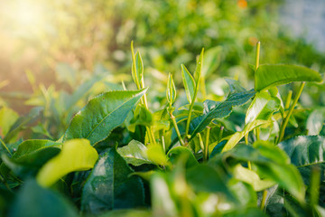 close up Fresh green tea leaves in the morning forest and green nature park and beautiful abstract blur and bokeh sunlight and flare relax landscape background..